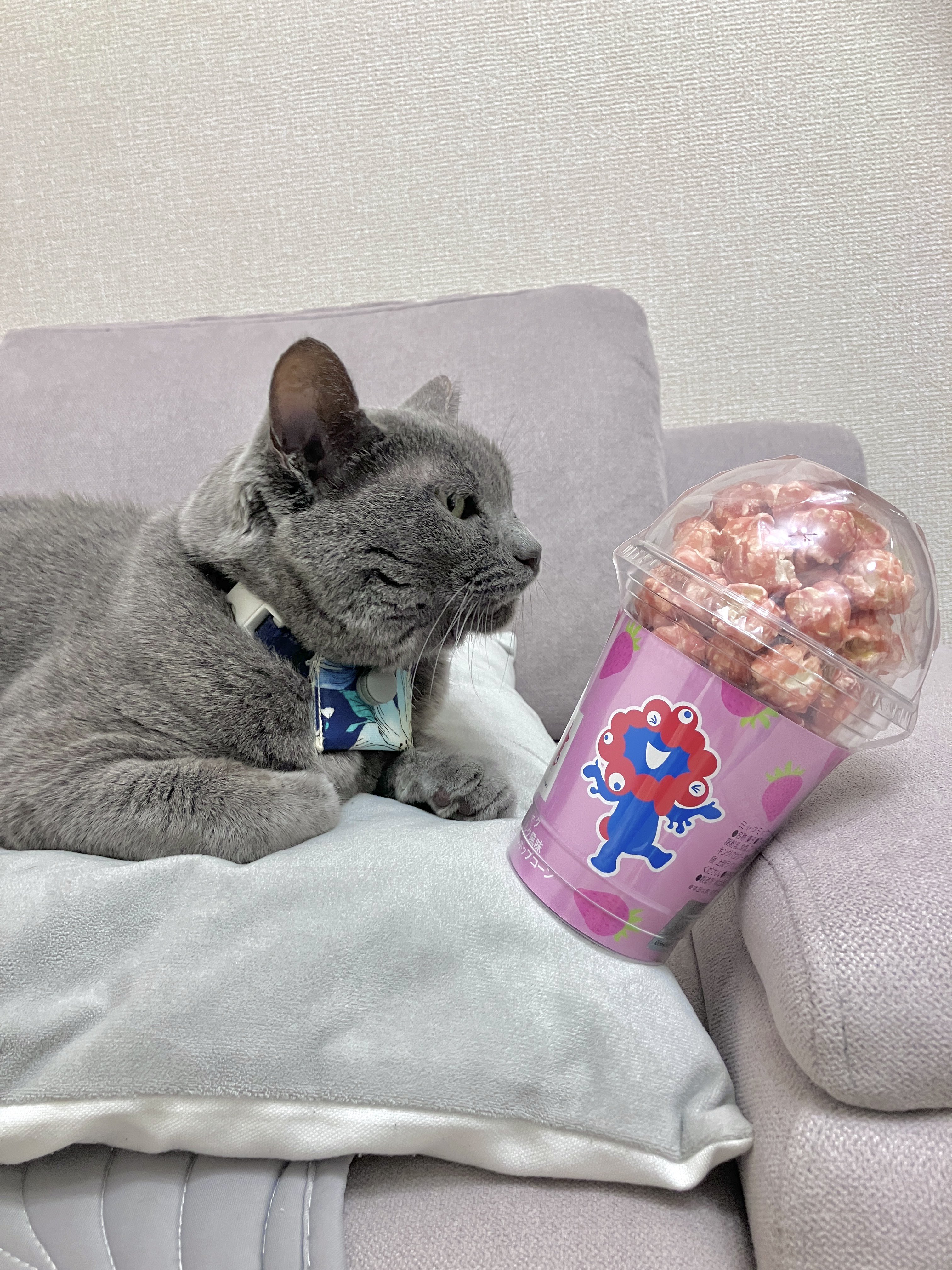 まとめて貴重な物をお譲りします。 タメと飼い主 on X: 