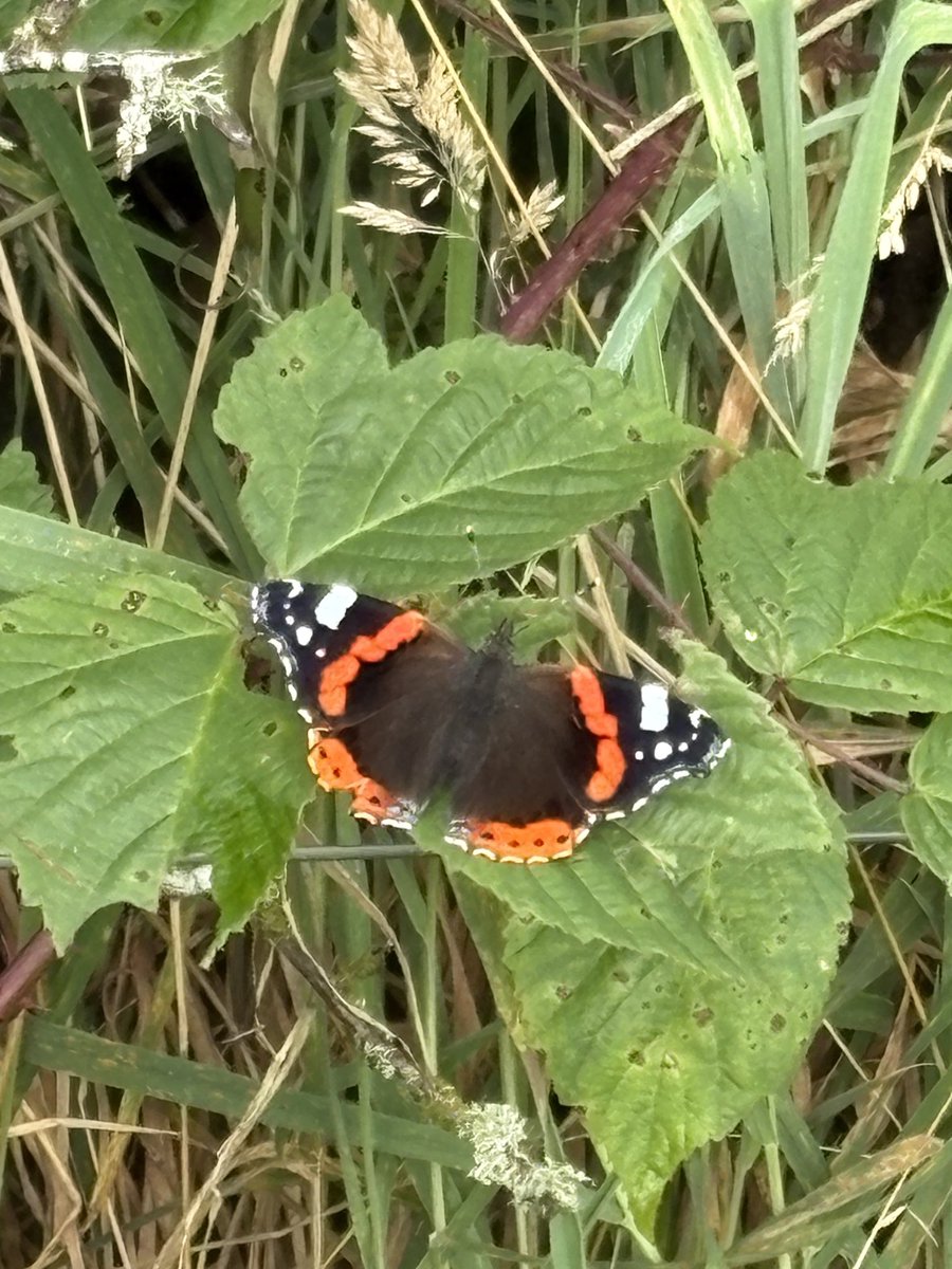 Look at the detail on this little fellow!!