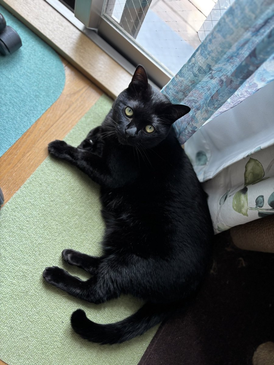 黒猫 りんちゃん】 久しぶりにりんちゃん😸 りんちゃんもまーくん