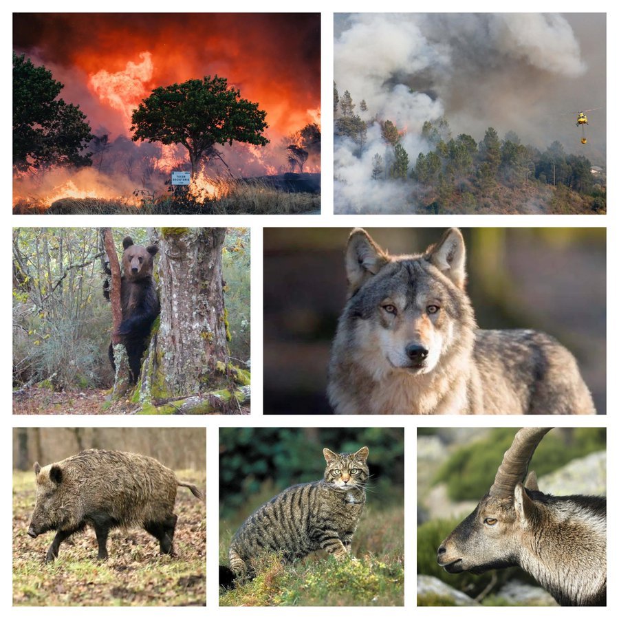 Los terribles incendios forestales  han destruido las zonas con mayor BIODIVERSIDAD de España donde habitaban lobos, osos, gatos monteses, cabras montesas, jabalíes y otros muchos animales 👇😱

Dónde están ahora los ultra animalistas y antitaurinos? 😡
