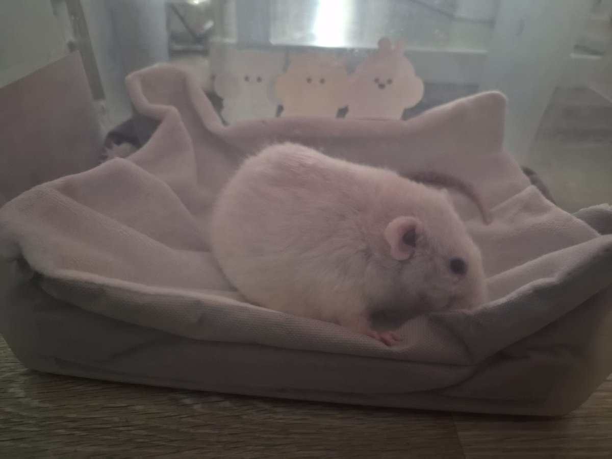 어제 자
#라떡이 평소와같이 쓰다듬다 겨드랑이에 혹만져짐이느껴져서 수술다녀왔어요

무사히 깨어났고
너무 건강해서 닫아놓은 철장 올라타는 힘까지 남아도는....

애기 고생했다 ㅠ
하지만 쉬었으면좋겠다