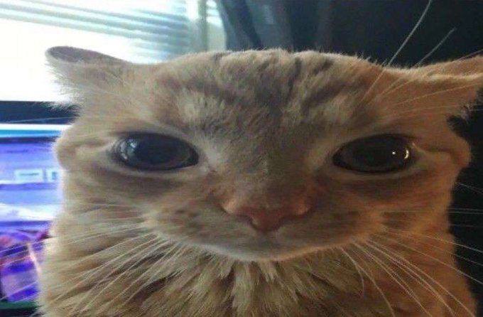 困惑猫咪迷因，代表错过收益的加密交易员