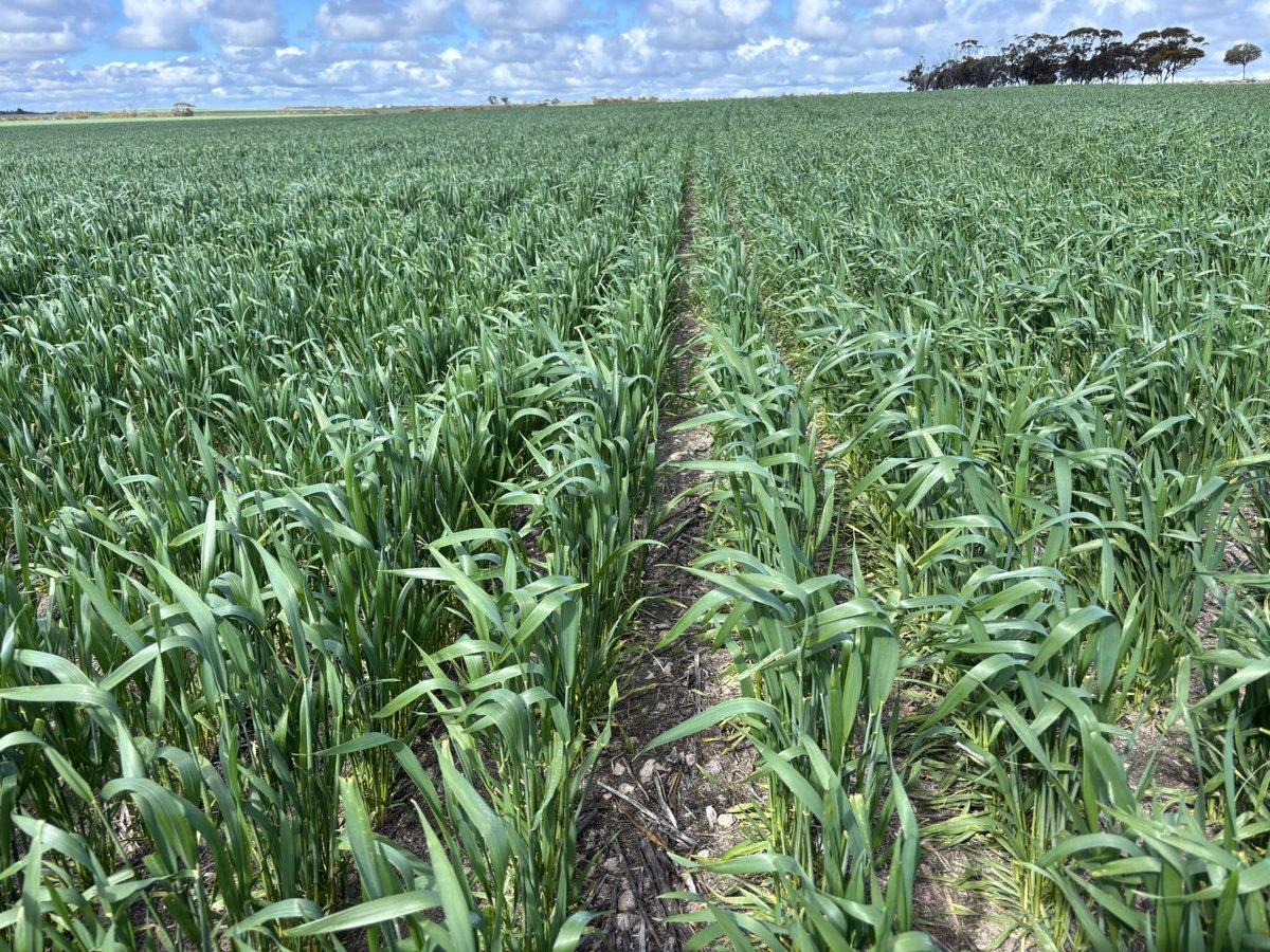 Mitchell Hunter tweet media