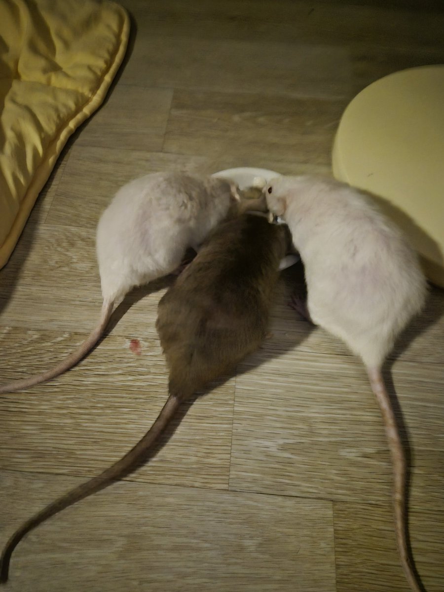 나는 이 뒷태 너무좋아
꼬리좋아
궁디좋아