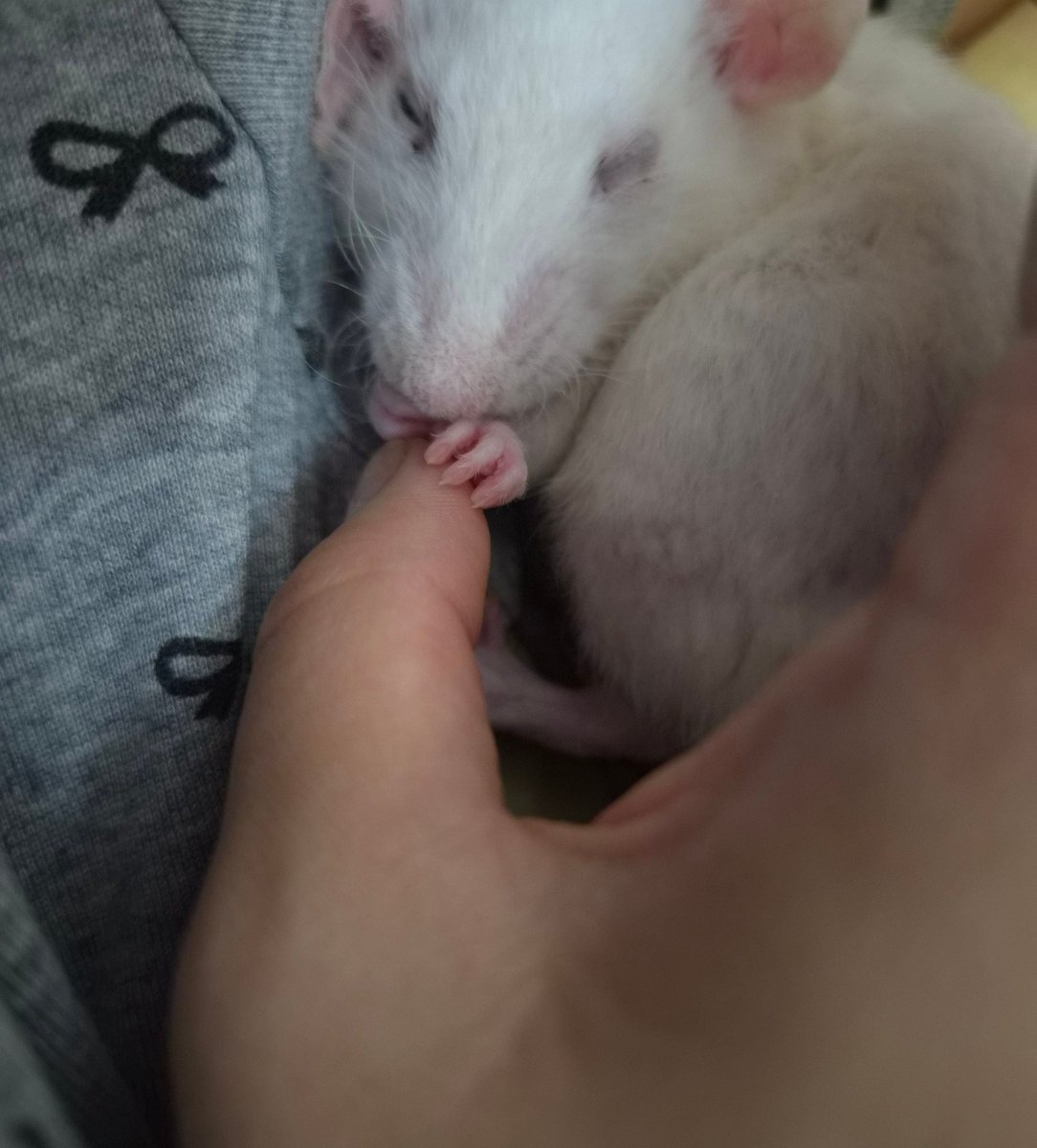 나랑같이잘때
손 꼬옥잡아주는 #로떡이