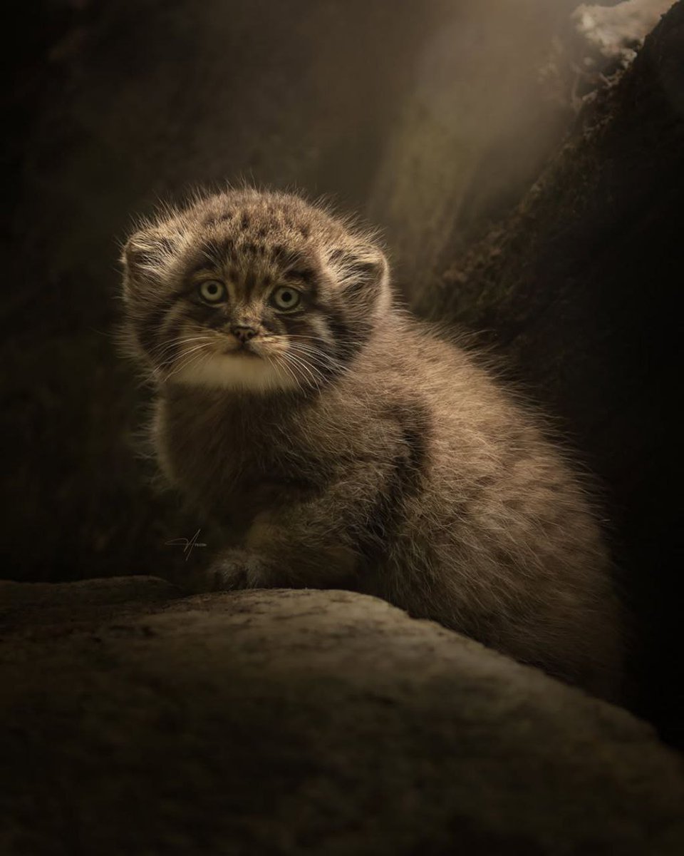 Daily Manul (@dailymanul) on Twitter photo 