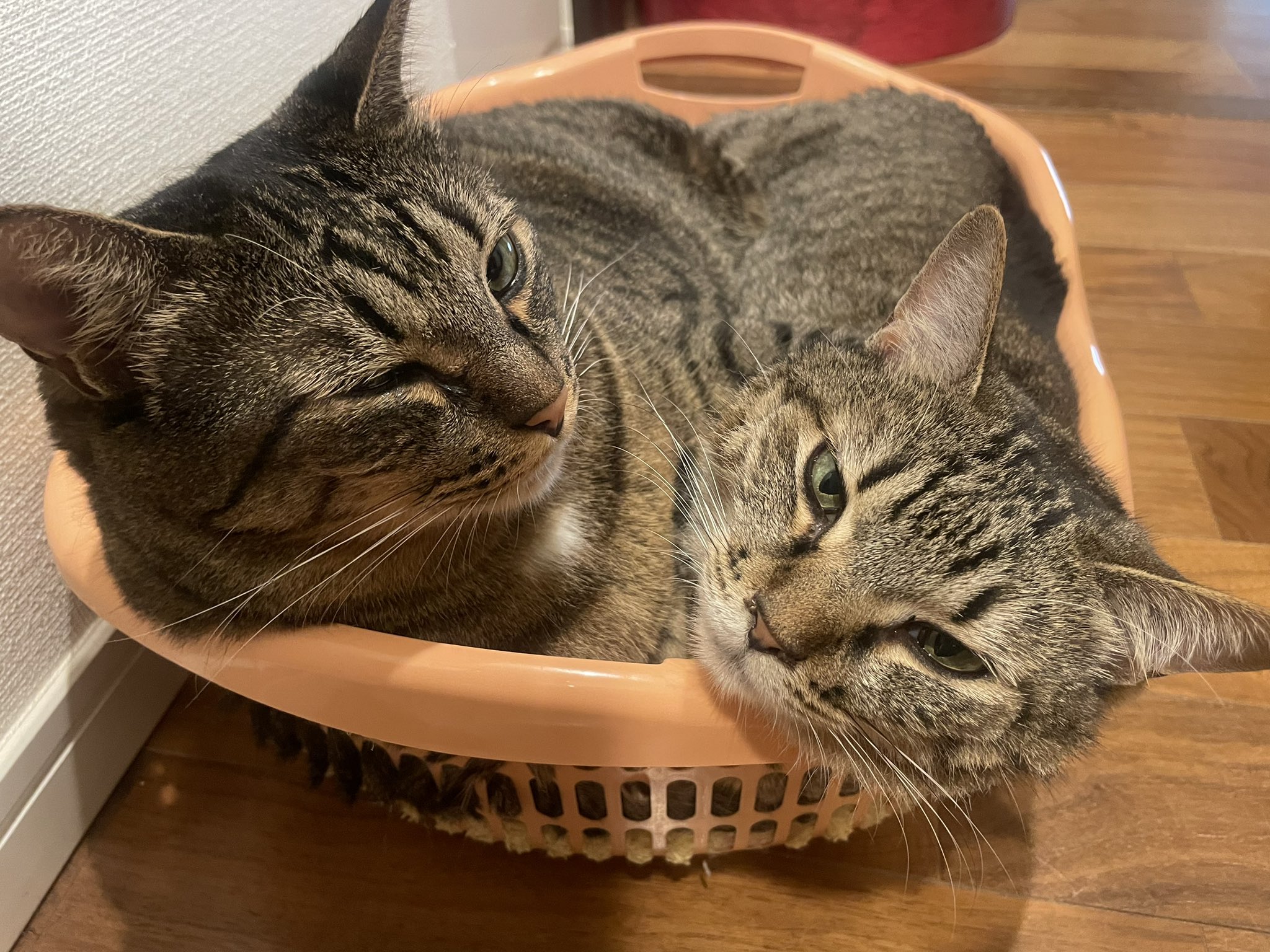 保護猫ちゃん　お幸せに Touching] How a cat left behind during a move became a happy