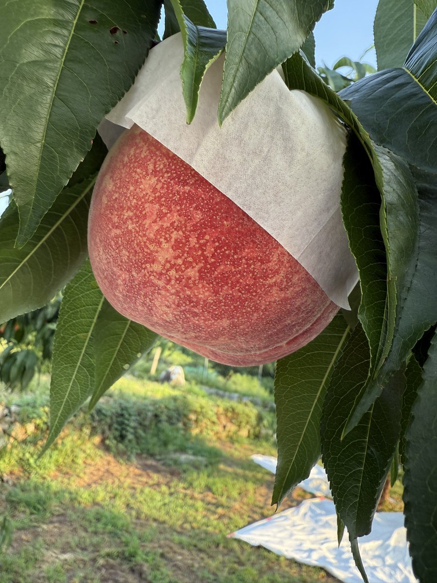 kusashio's tweet image. 夕方、さくら白桃の圃場を確認しに来ました。順調な生育で、収穫は8月下旬予定です。明日は、川中島白桃を販売しています♪8月の後半の白桃！農園のオススメの逸品です。