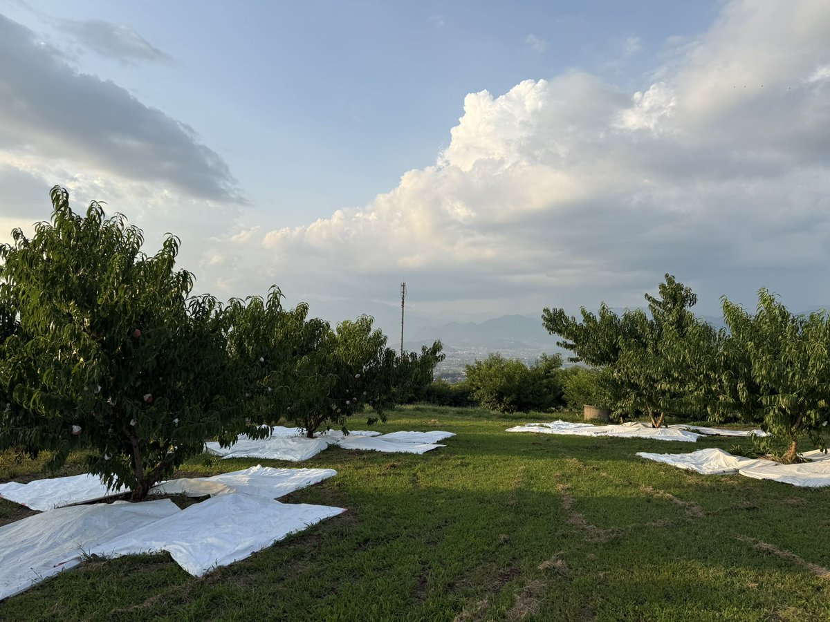 kusashio's tweet image. 夕方、さくら白桃の圃場を確認しに来ました。順調な生育で、収穫は8月下旬予定です。明日は、川中島白桃を販売しています♪8月の後半の白桃！農園のオススメの逸品です。