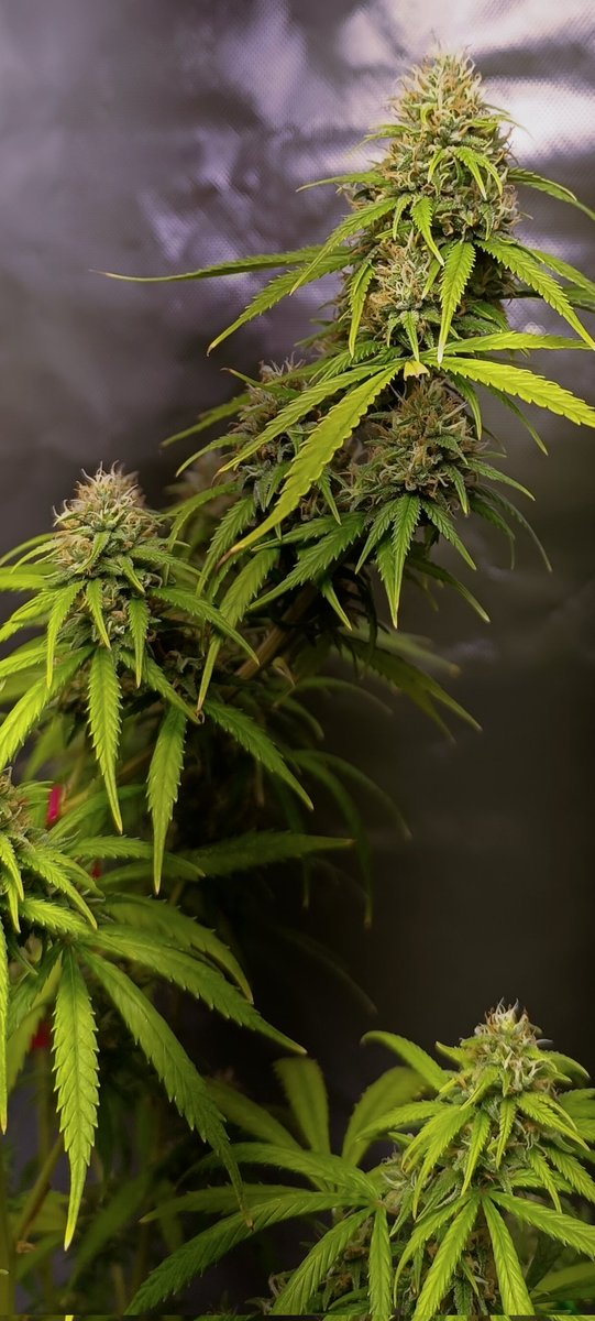 Super Silver Haze kurz vor der 5 Bwoche.
Auch jetzt wieder die heißen Tage gut überstanden..