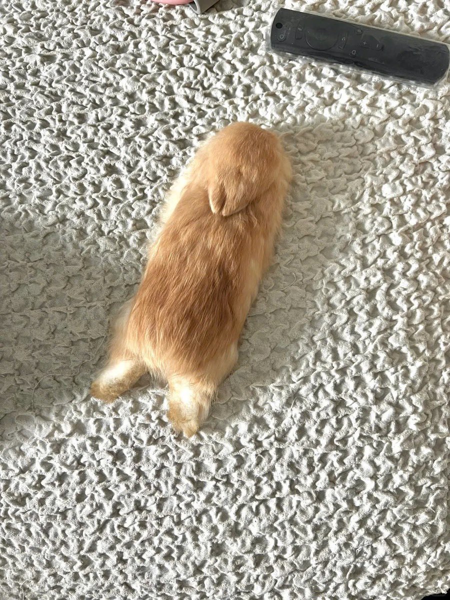 Why you should have a rabbit (@shouldhaverabit) on Twitter photo 