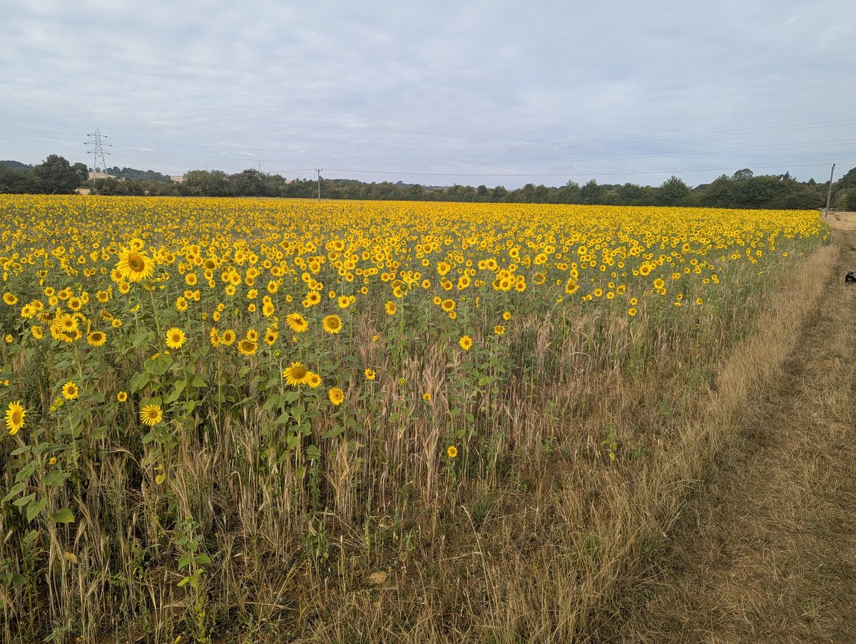 Ioana ποΈ (@ioanalogafatu) on Twitter photo The sunflowers are coming along nicely βοΈ The sunflowers are coming along nicely βοΈ