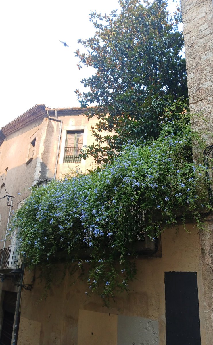 lizzie55119920's tweet image. Girona #interrailing