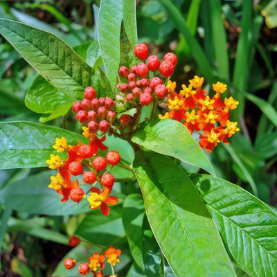 Seeds and Plants tweet media