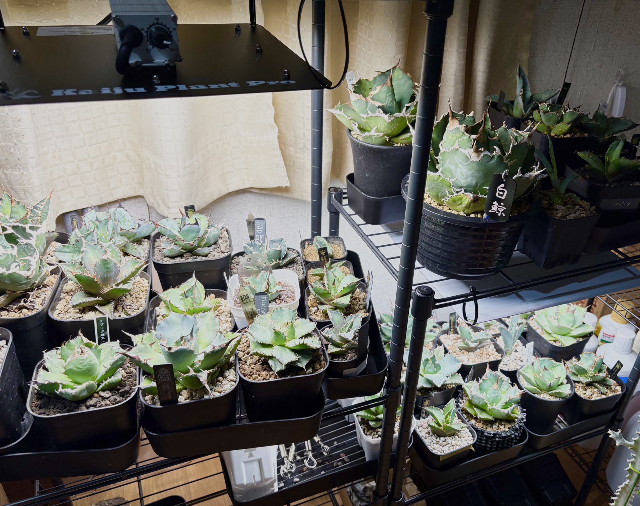 Kaiju Plant 怪獣フレア281 LEDライト 2台 Kaiju Plant 怪獣フレア281 LEDライト 2台 Kaiju Plant 怪獣フレア281