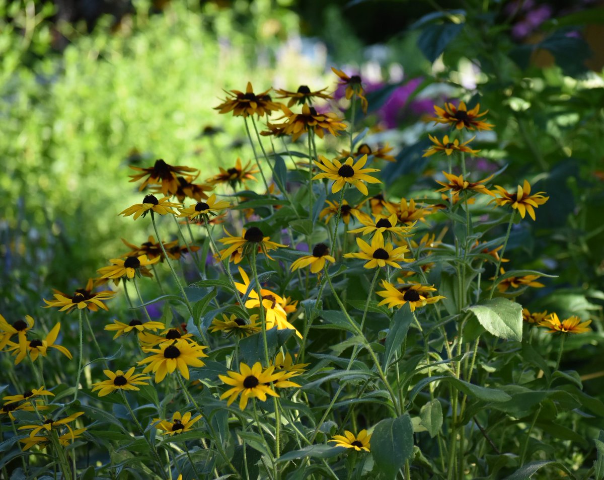 Good Saturday morning☕️... 
#mygarden #FlowersonX #GardeningX