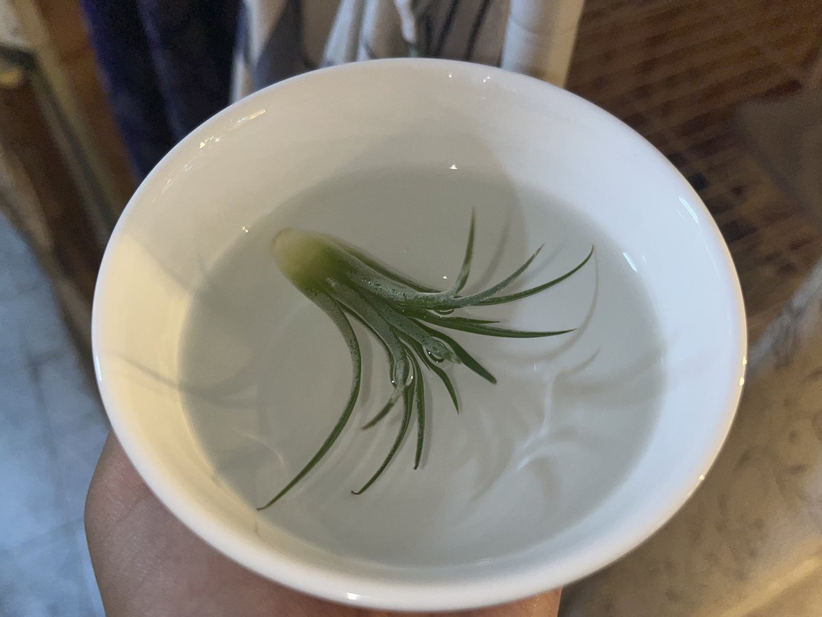 알바하는 카페에 있는 이오난사. 
뿌리에 곰팡이 생긴거 다 떼어내구 
이오난사 살리기 프로젝트하는중