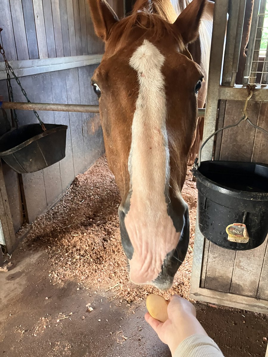 🐴梨さん美味し美味しい🍐❤️