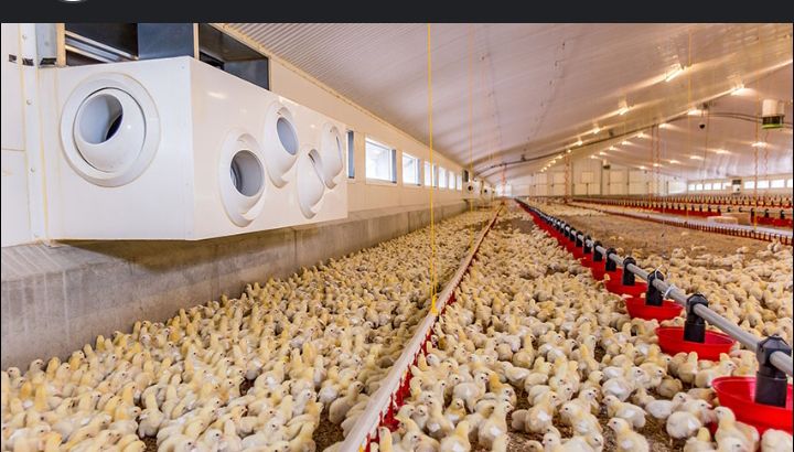 MichelAgronom's tweet image. With good feed, hygiene &amp;amp; care, broilers grow fast! In just 5–6 weeks, they are market-ready bringing farmers income &amp;amp; families safe food through good quality of meat.  

#BroilerProduction 
#InvestInAgriculture
#FoodSecurity
#PoultryFarming