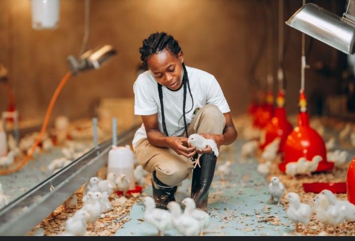 MichelAgronom's tweet image. With good feed, hygiene &amp;amp; care, broilers grow fast! In just 5–6 weeks, they are market-ready bringing farmers income &amp;amp; families safe food through good quality of meat.  

#BroilerProduction 
#InvestInAgriculture
#FoodSecurity
#PoultryFarming
