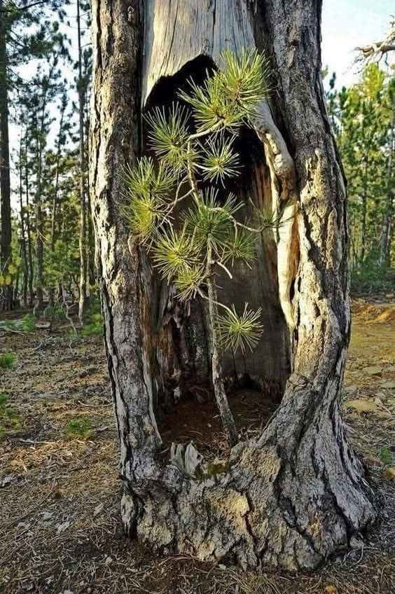 arboles_magicos's tweet photo. A veces la vida se abre paso sin preguntar. 💚🌳 https://t.co/p0PJedaUtL