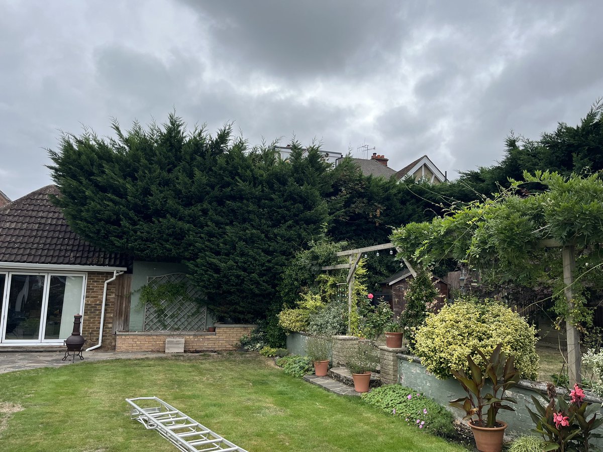 2002Gat's tweet photo. Big conifer trimmed in Cheam https://t.co/H9OAhJ9Tc4