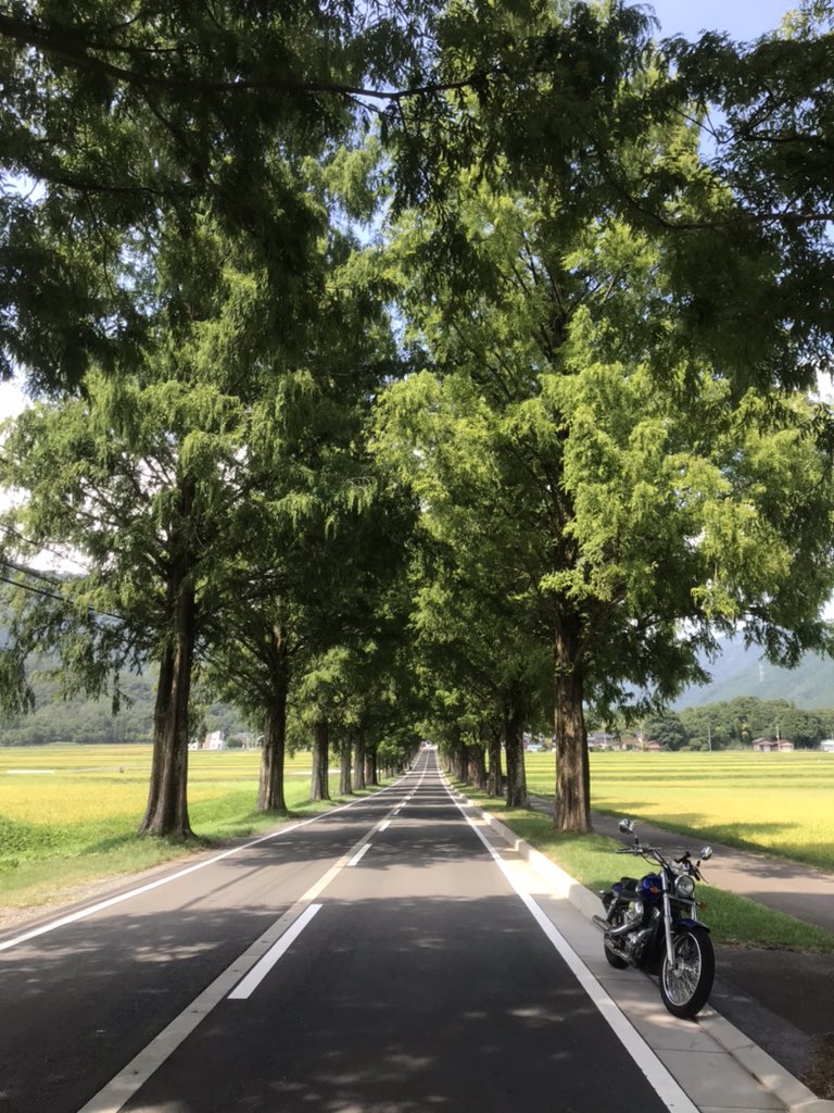 丸岡城🏯
これで現存12天守制覇
福井県人セットはビッグカツ級😂
帰りにメタセコイヤ並木
写真じゃ伝わらんね
人の目の性能にはいつも感心する。