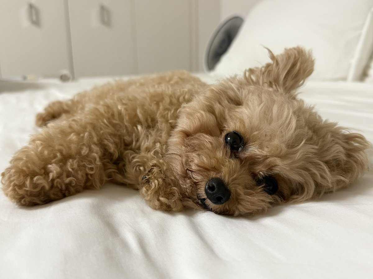 就寝前は横になってお話するよ