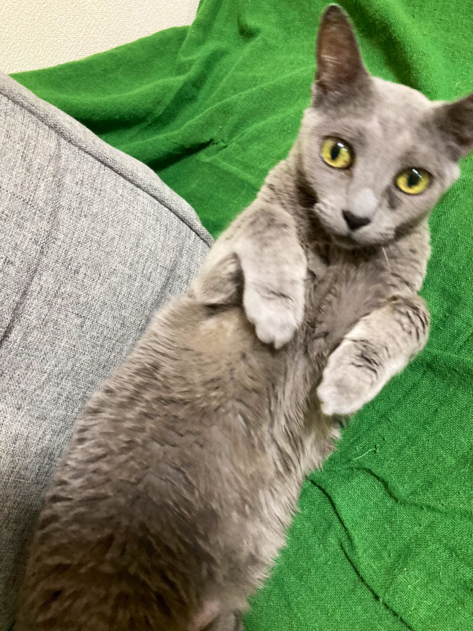 ⭐︎HIRO.X2ページ⭐︎のびねこ他6種 黒瀬千鶴子 on X: 