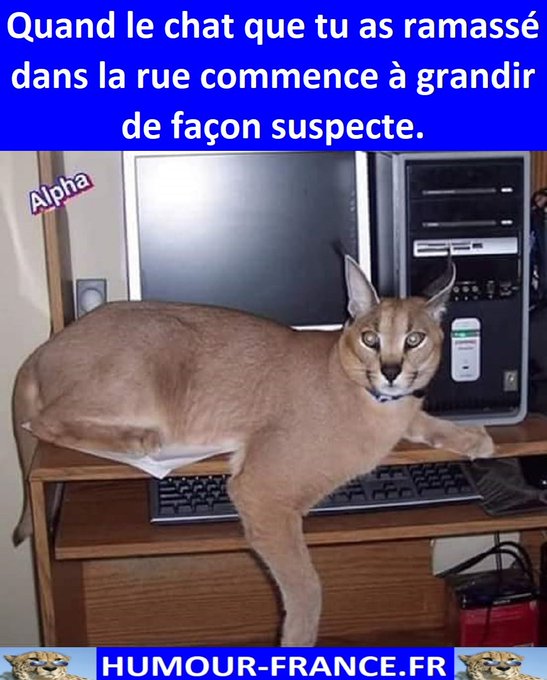 text alternatif