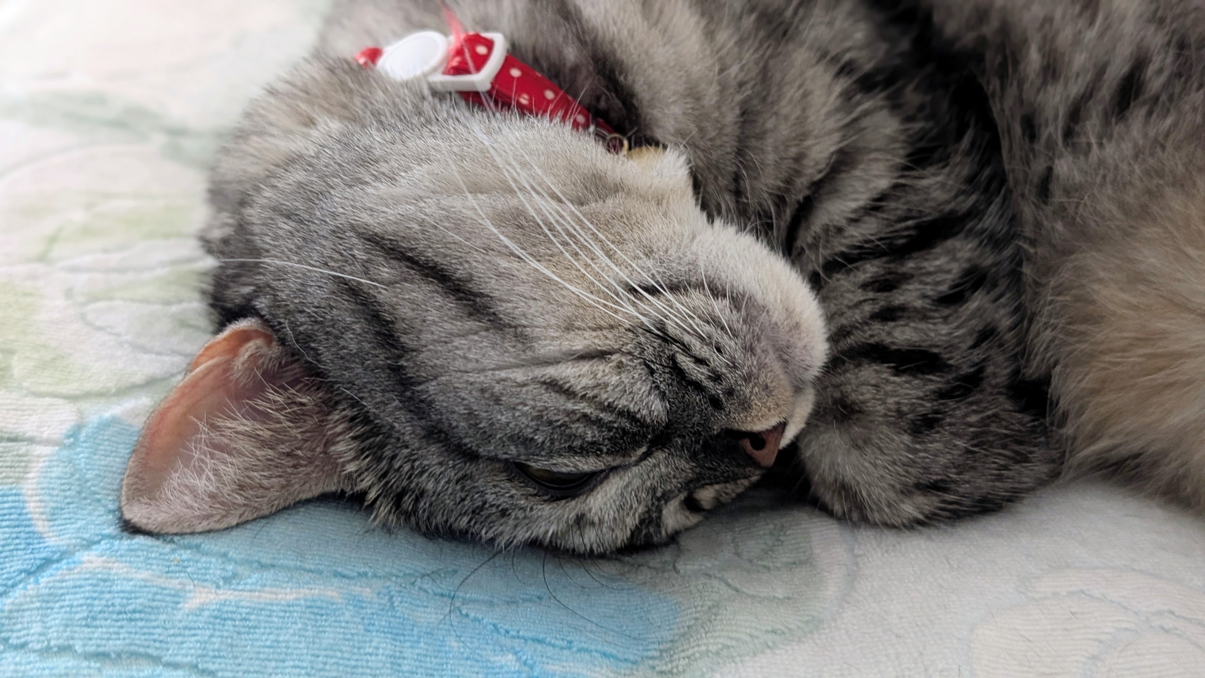 【まま猫(ΦωΦ）】注意→プロスペクターのみ１台です‼️ hqdefault.jpg