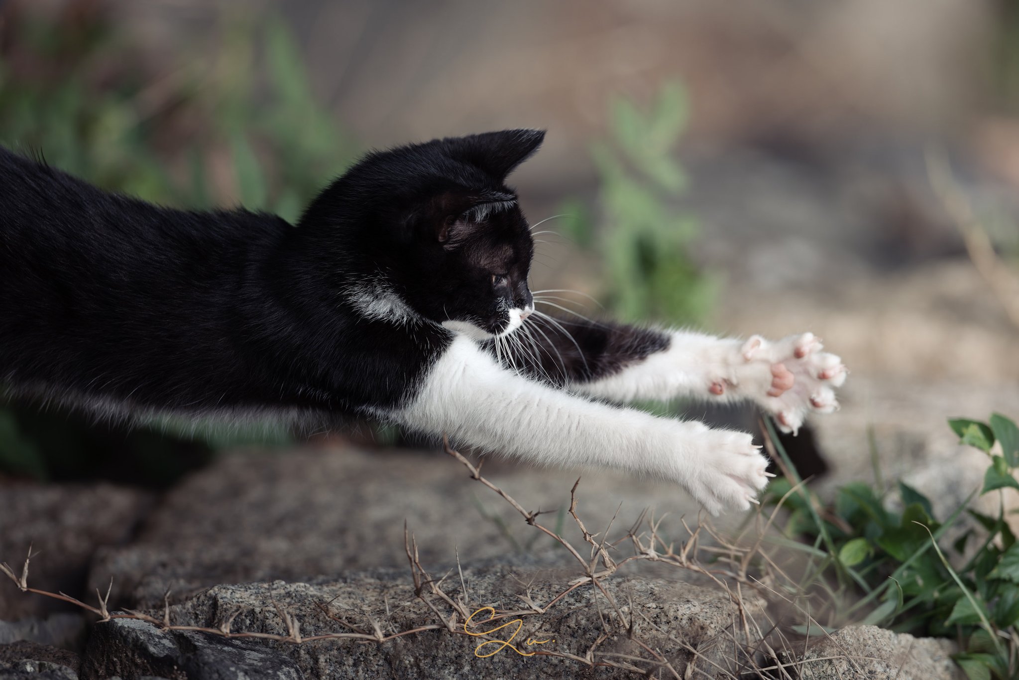 野良猫 maxresdefault.jpg