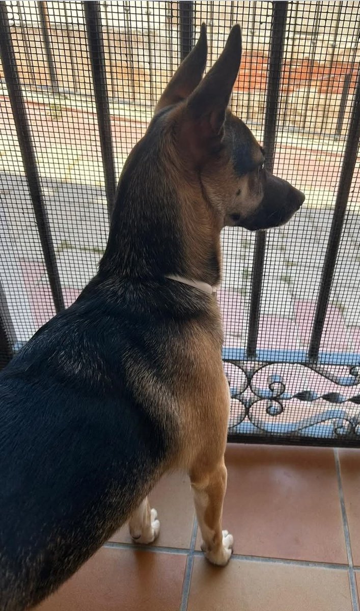 MUCHÍSIMAS GRACIAS a David, Noa y familia, adoptantes, por la generosa donación de pienso y latas starter para darle la mejor alimentación a los galguitos.
Siempre estáis ahí para ayudarnos.
Tampoco os habéis olvidado de los perros adultos, donándoles pienso y comida húmeda ❤️