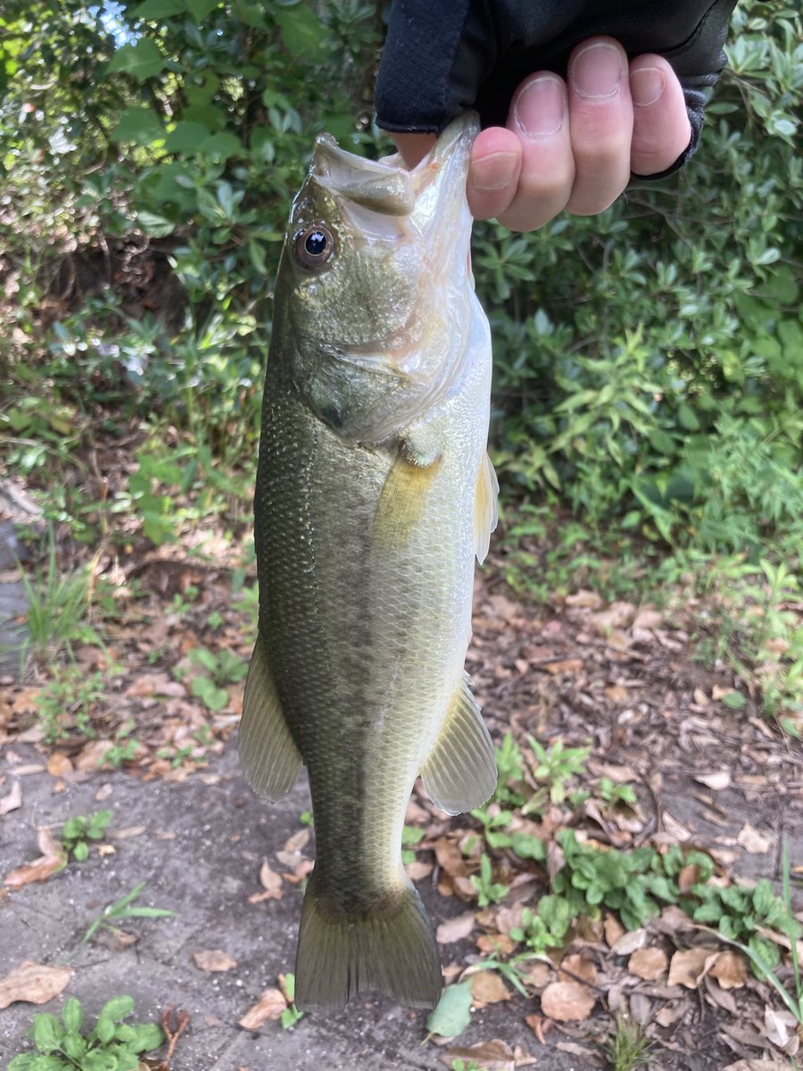 らびっとのBass time tweet media