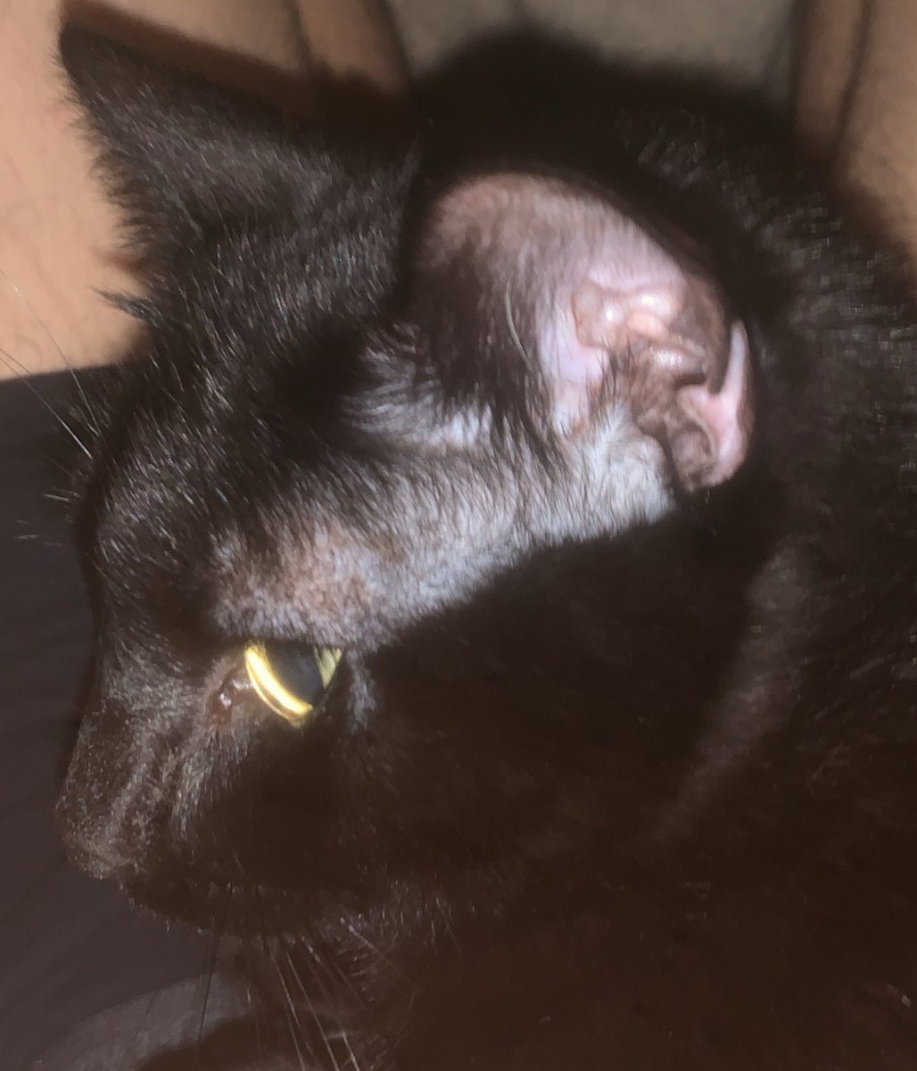 JuneperBug's tweet image. Captain knuckles ʕʘ‿ʘʔ