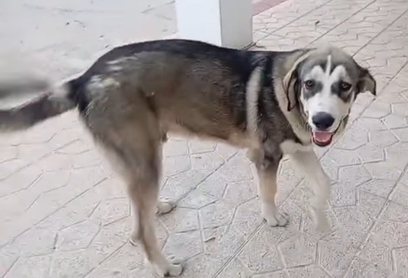 LUKI EN ADOPCIÓN
Tiene 8 meses, por motivos familiares y laborales su familia no puede seguir cuidando de él
Si estás interesado, escribe por privado
ADOPCIONES RESPONSABLES
Por favor comparte, ayuda a Luki a encontrar una nueva familia
No compres. ADOPTA 
ADOPTA A LUKI