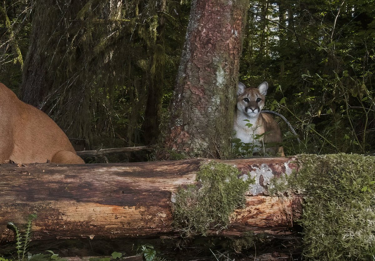 Camtraptions's tweet photo. Photographer Alycia Renée documents an  intimate moment: a mother cougar and her kittens in a threatened forest. https://t.co/CRy2NP9owb