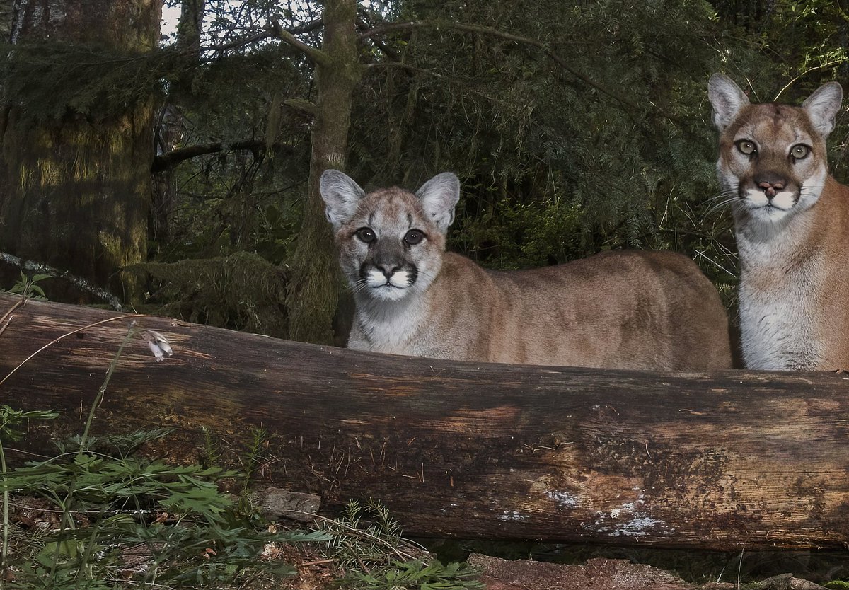 Camtraptions's tweet photo. Photographer Alycia Renée documents an  intimate moment: a mother cougar and her kittens in a threatened forest. https://t.co/CRy2NP9owb