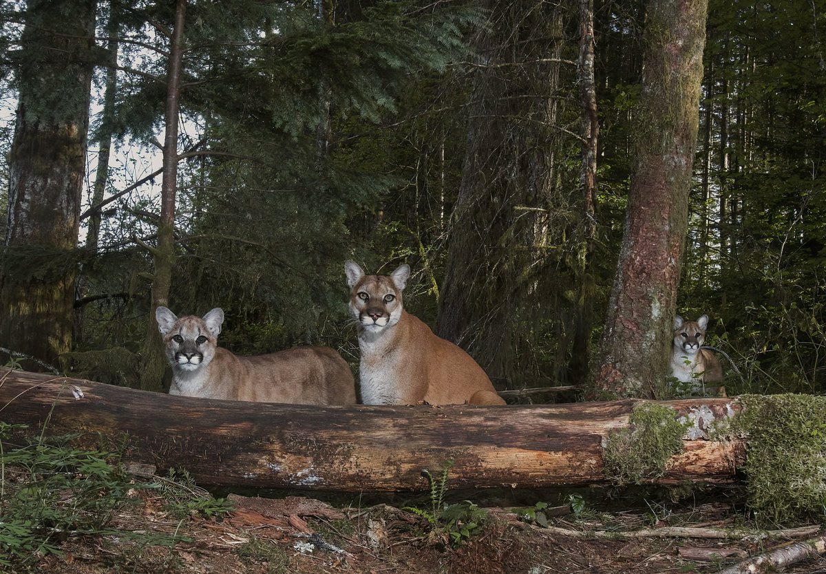 Camtraptions's tweet photo. Photographer Alycia Renée documents an  intimate moment: a mother cougar and her kittens in a threatened forest. https://t.co/CRy2NP9owb