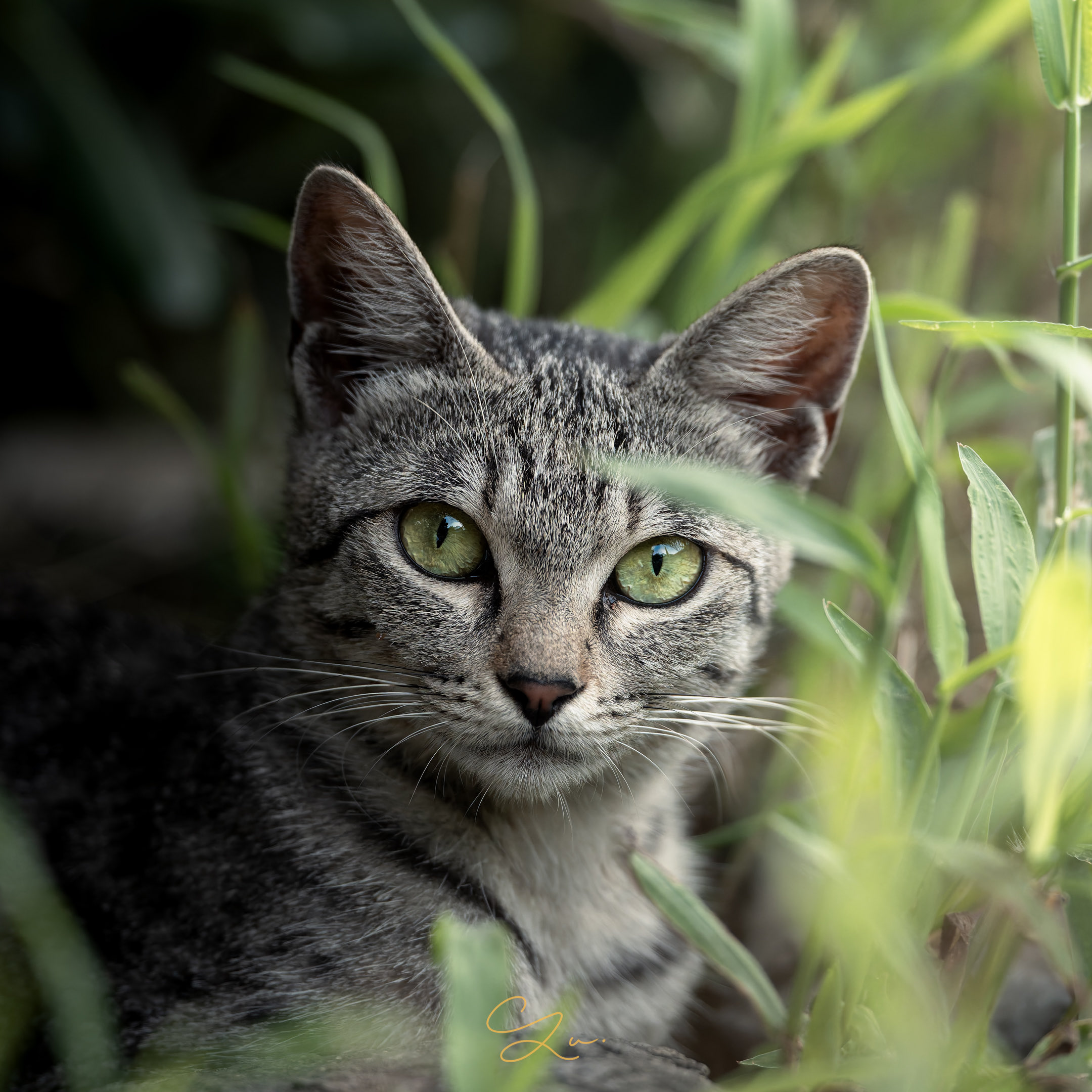 瞳が美しく前掛けがゴージャスで存在感が抜群の特大の招き猫 瞳が美しく前掛けがゴージャスで存在感が抜群の特大の招き猫