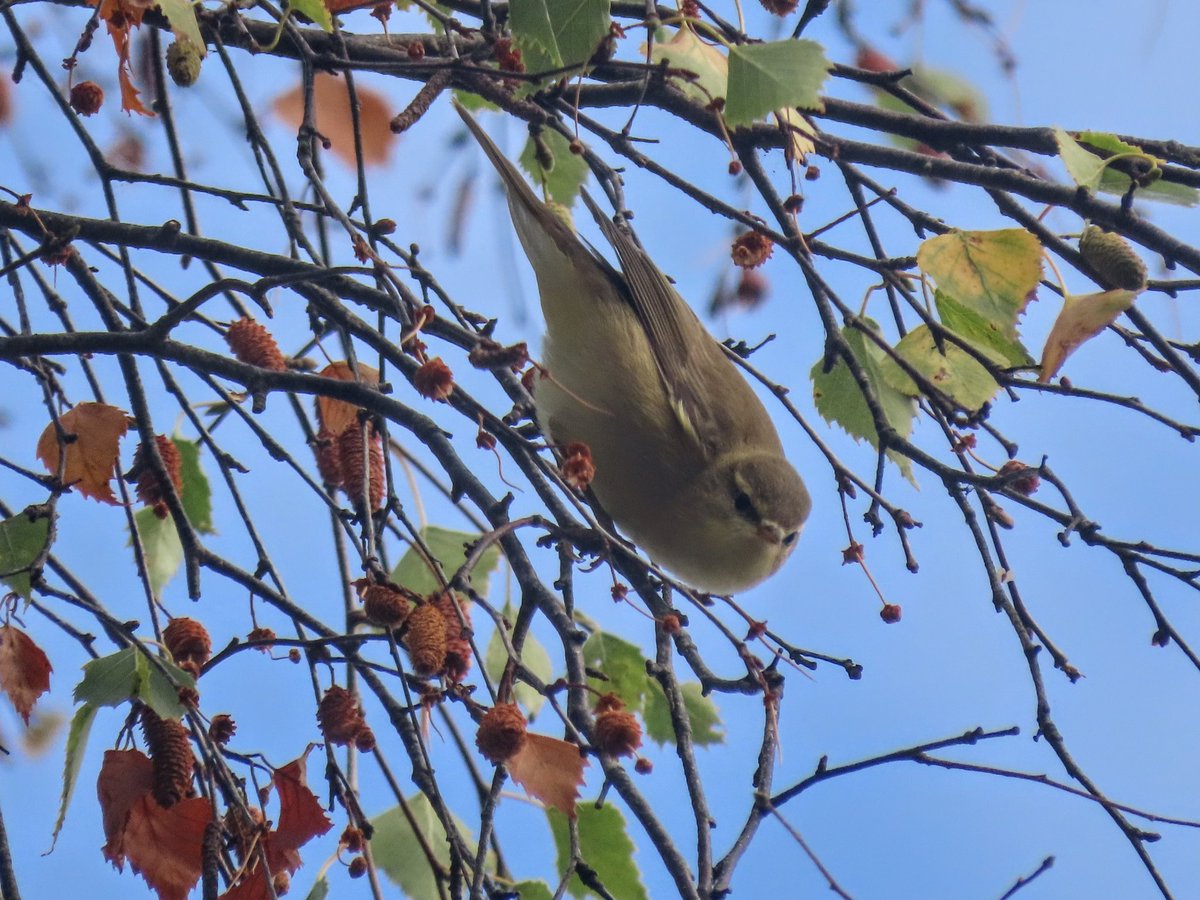 Still plenty of migrants moving through Holton Heath this morning with 14 Willow W and 12 Chiffchaff. 3 Firecrest best of the rest. <a href="/DorsetBirdClub/">Dorset Bird Club</a> <a href="/harbourbirds/">Birds of Poole Harbour</a>