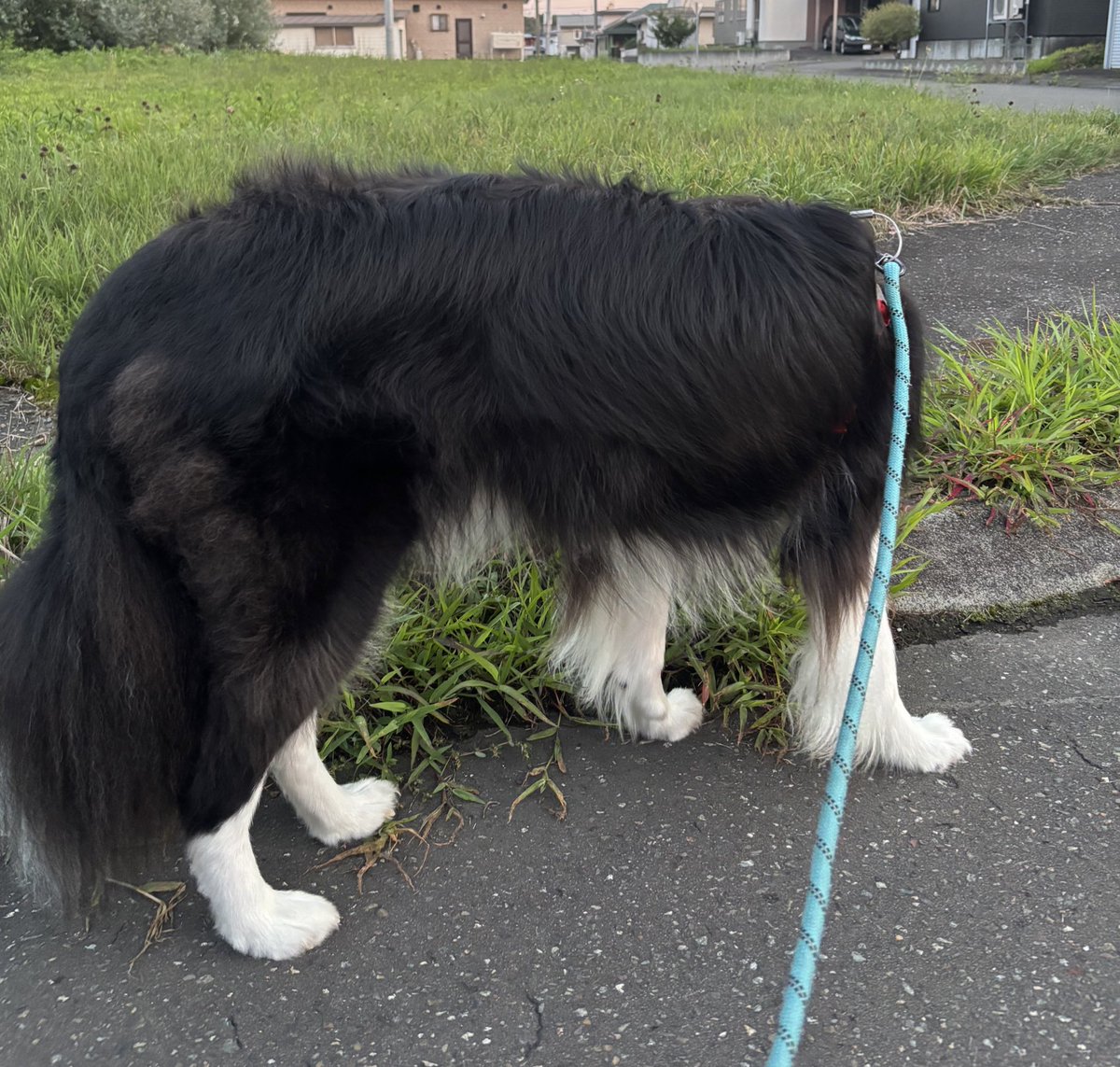 お顔が見えないなぁ🤣🤣
散歩中はくん活に専念