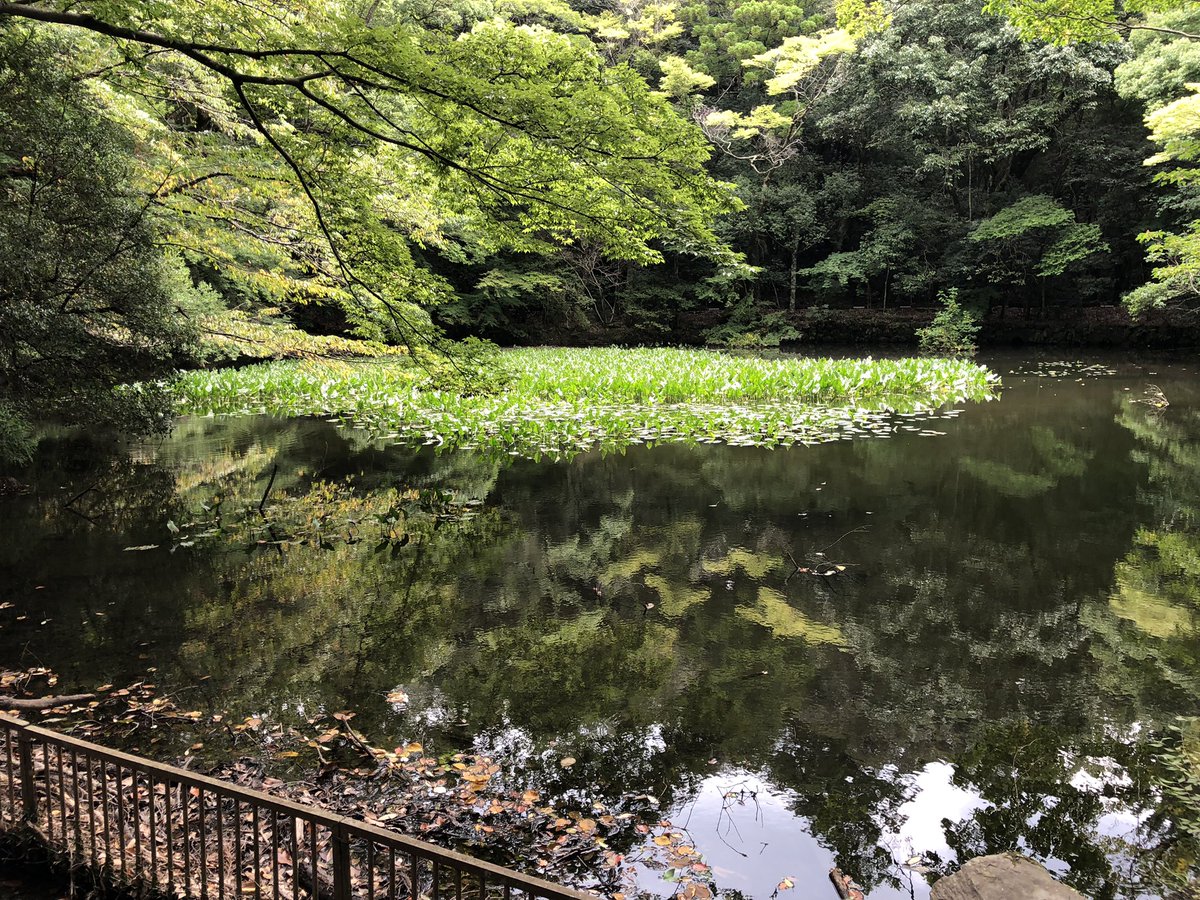 暑い日☀️が続きますね…
思い立って💦　久しぶりに伊勢神宮⛩️へ
早朝の外宮から… 打ち水をされた玉砂利の上を歩き…  予想よりも少ない参拝者で、静かな参道を歩けました。
内宮も同じで、風を感じる事が出来…
本殿の幕も、歓迎✨されたのか…
厳かに開いて戴けました。