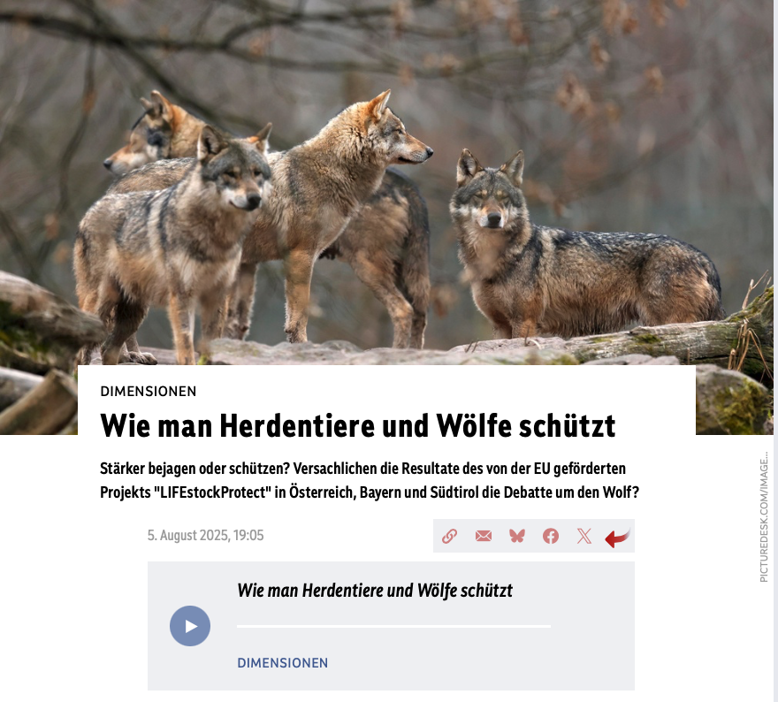 Zum Nachhören auf Ö1:
Stärker bejagen oder schützen? Versachlichen die Resultate des von der EU geförderten Projekts "LIFEstockProtect" in Österreich, Bayern und Südtirol die Debatte um den Wolf?
oe1.orf.at/programm/20250…