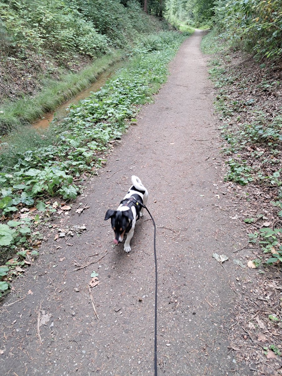 Het was een drukke week.
Werken, braderie bezoeken, hapje gaan eten. Gezellig!
Elke dag met mijn trouwe viervoeter wandelen🐕 goed voor de stappen.
Morgen even rust, een dag voor mezelf. 💔🐕‍🦺🍀
Fijn weekend!