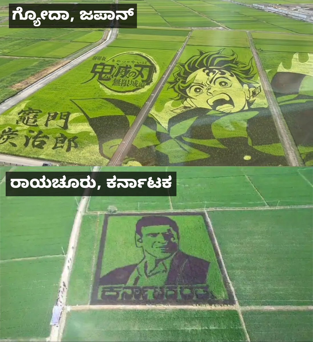 ಬತ್ತದ ಚಿತ್ರ 🌾