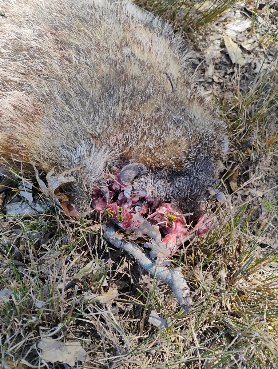 So I did not know wasps eat meat