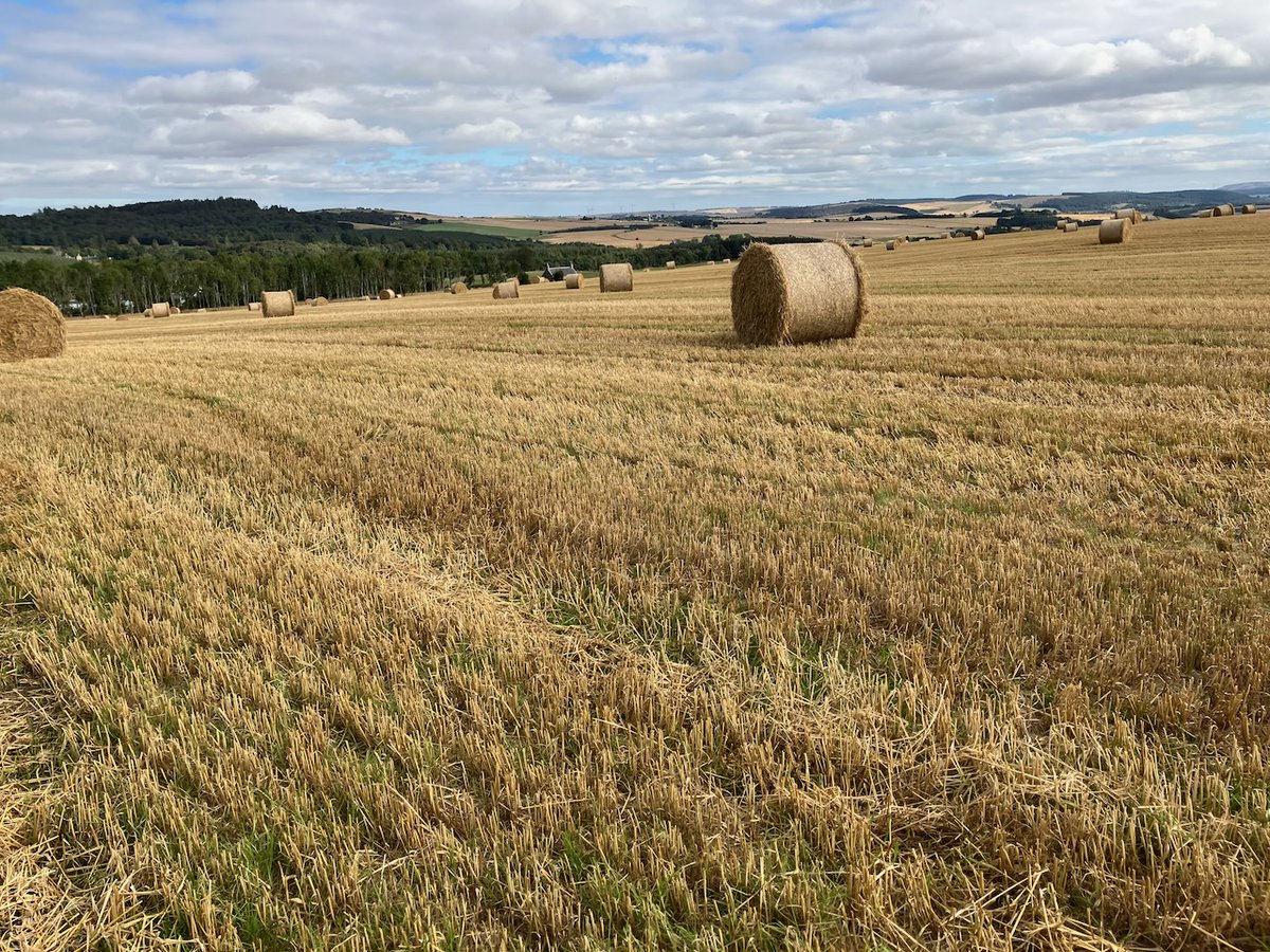 Looking E by N from the field other side of the track &amp; N of my cottage, &amp; then back ESE down to the cottage. 16ºC, wind SE force 3. Likely to be quite a bit warmer for a few days from tomorrow. Barley grains were small this year, but total yield weight &amp; straw both good.
