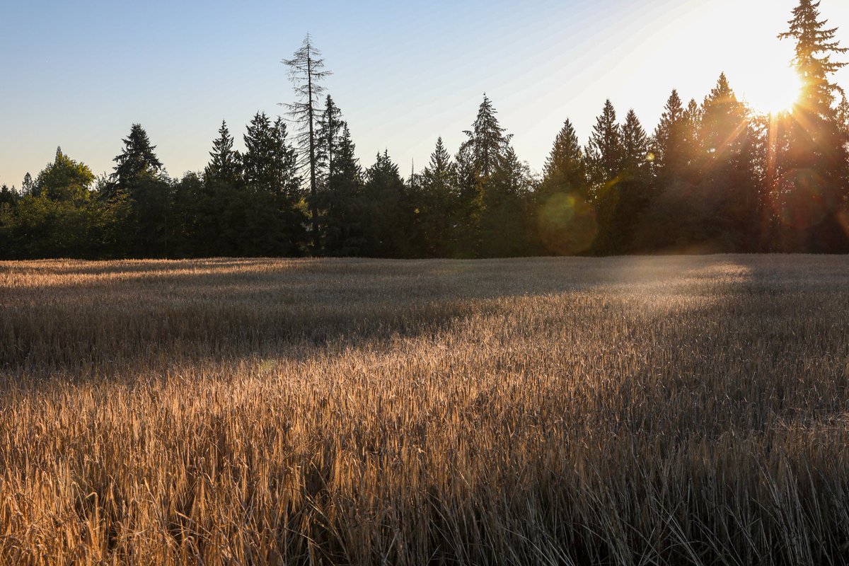 The calm before the storm. Barley harvest on Jack's land starts today! High temps will have the dew on the barley dried out soon. Yes, I woke up at 4:30am to catch it before it was gone! ♥️

#hearties #wcth #babybeer

📸 Krista Petrie