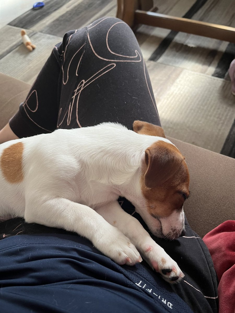 man šodien “suns guļ man klēpī” diena